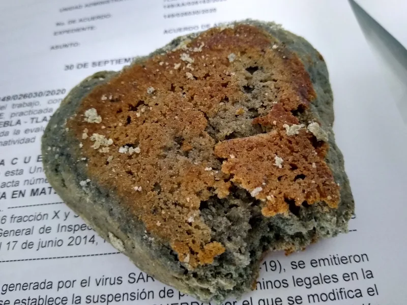 Pan de maíz tlaxcalteca